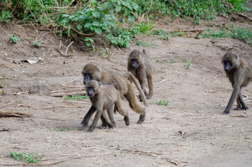 Monkeys in the Serengeti National Park in Tanzania, Africa.
