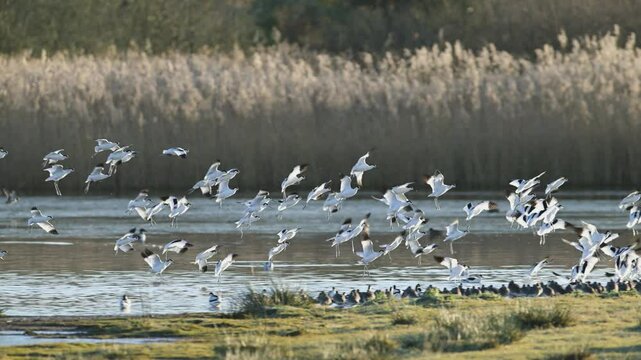 Pied Avocet, Recurvirostra avosetta, birds in flight over winter marshes at sunrise