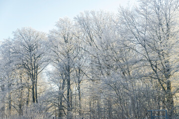 Winterlandschaft mit Bäumen