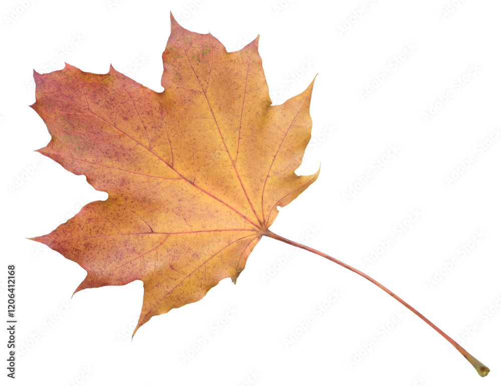 Poster a leaf with a red and yellow color. the leaf is on a white background. the leaf is in a natural sett