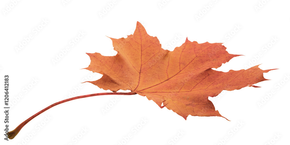Poster a leaf with a red and yellow color. the leaf is on a white background. the leaf is in a natural sett