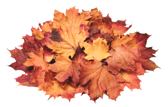 A pile of autumn leaves on a white background. The leaves are orange and yellow, and they are scattered all over the surface. Concept of warmth and nostalgia, as it reminds us of the changing seasons