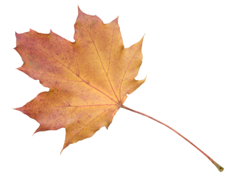 A leaf with a red and yellow color. The leaf is on a white background. The leaf is in a natural setting