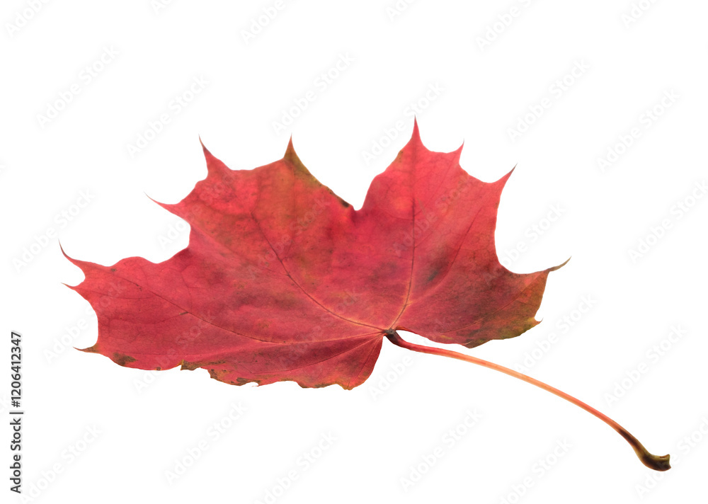 Poster a leaf with a red and yellow color. the leaf is on a white background. the leaf is in a natural sett