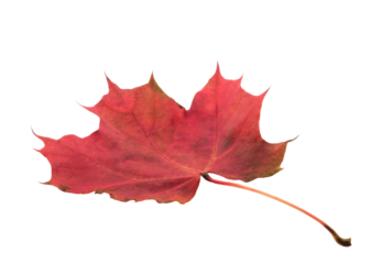 A leaf with a red and yellow color. The leaf is on a white background. The leaf is in a natural setting
