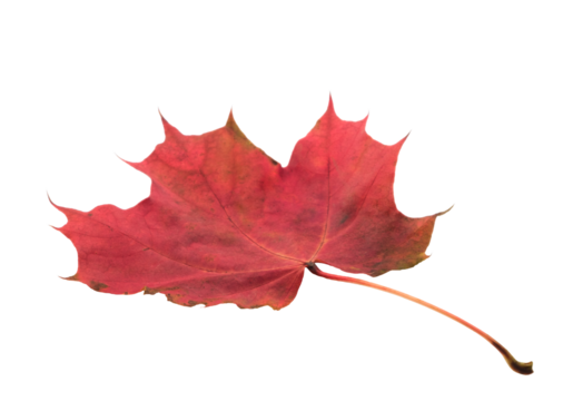A leaf with a red and yellow color. The leaf is on a white background. The leaf is in a natural setting