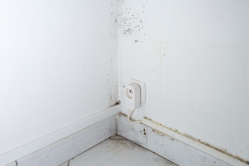 Mold growth on a textured white wall in a corner. Indoor air quality and hygiene issue. Close-up photography for health awareness and maintenance concepts