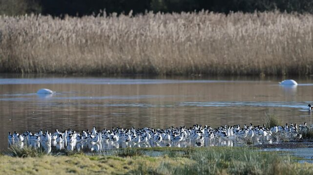 Pied Avocet, Recurvirostra avosetta, birds in flight over winter marshes at sunrise