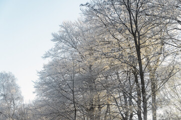 Winterlandschaft mit Bäumen