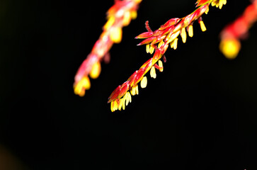 bud and flowers of grass