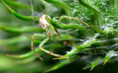 little green spider on a thistle