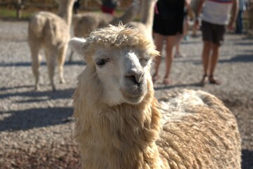 animal, llama, mamífero, chacras, administrar, alpaca, naturaleza, pelaje, caballo, blanco, cara, asno, café, lama, retrato, inhospitalario, fauna, cuca, zoo, chistoso, animal, cabello, camello, espig