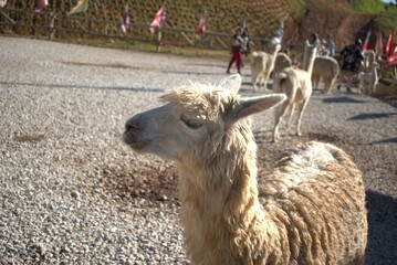 Obraz premium animal, llama, mamífero, chacras, administrar, alpaca, naturaleza, pelaje, caballo, blanco, cara, asno, café, lama, retrato, inhospitalario, fauna, cuca, zoo, chistoso, animal, cabello, camello, espig