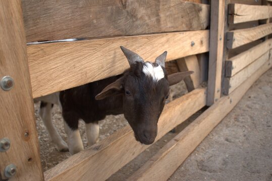 borregos, animal, chacras, borregas, lana, mam&iacute;fero, agricultura, blanco, c&eacute;sped, naturaleza, oveja, ganado, administrar, cara, campa, cuca, verde, dehesa, retrato, joven, agricultura, campesina, vaca