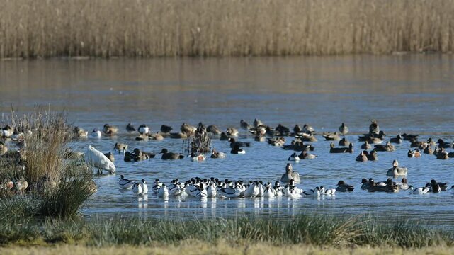 Pied Avocet, Recurvirostra avosetta, birds in flight over winter marshes at sunrise