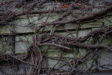 roots of tree in Bath, UK