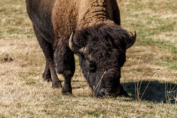 Buffalo grazing at the Wichita Wildlife refuse.