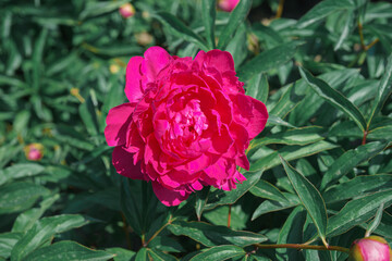 Vibrant fresh pink peony flower in full bloom close up on green leaves background in sunny day, flowerbed, garden. Summer natural floral background, wallpaper. Gardeing, breeding, growing flowers