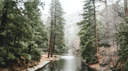 Obraz premium Serene river flowing through a misty forest, tall trees lining the banks.