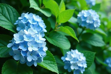 whimsical pale blue hydrangeas amidst lush greenery and subtle white accents, green, foliage