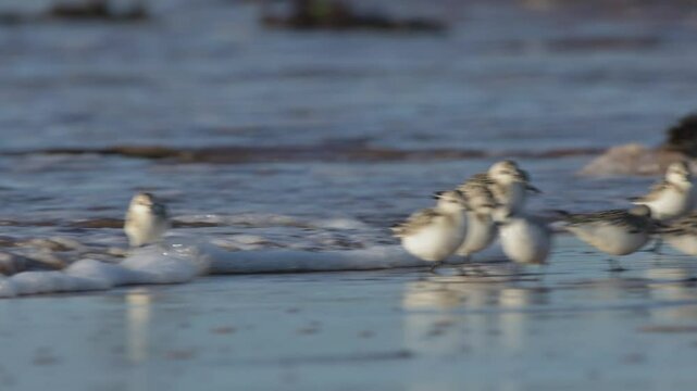 Sanderling, Calidris Alba, birds on the beach at low tide