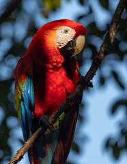 Scarlet Macaw in Costa Rica 