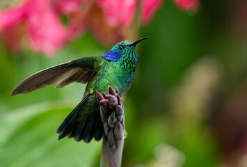 A Hummingbird in Costa Rica 