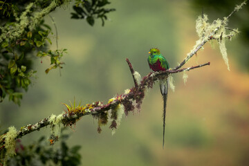 Resplendent quetzal in Costa Rica