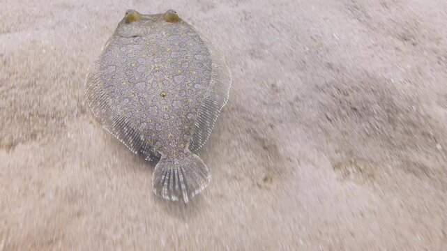 common sole flatfish swim on the sand soleiade