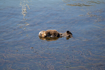 Sea Otter Nursery in Morro Bay, California