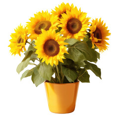 Obraz premium sunflower in a pot isolated on a white transparent background 