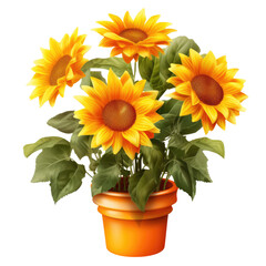 Obraz premium sunflower in a pot isolated on a white transparent background 