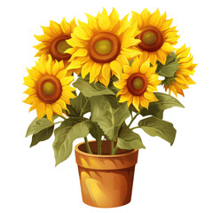 sunflower in a pot isolated on  transparent background
