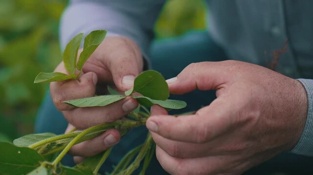 Farmer checking soybean crop with hands, close-up shot