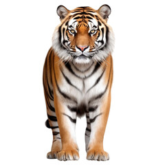  tiger isolated on a white transparent background