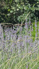 lavender in the garden