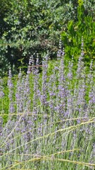 purple lavender flowers in the garden