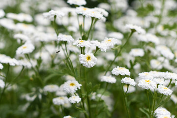 insects pollinate the flower Tanacetum parthenium in Latin or Feverfew - double white flowers with...