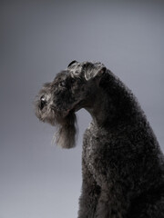 A close-up side profile of a wire-haired terrier against a neutral grey background, looking composed and focused.