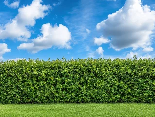 Selbstklebende Fototapeten Lush Green Hedge Against a Vibrant Blue Sky with Fluffy White Clouds a Perfect Summer Day Scene © DriftPixels