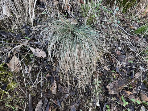 Festuca valesiaca plant growing in the forest. Close-up of fescue. Oak fescue, Poaceae, Festuca, Festuca valesiaca. Scientifically defined as Festuca valesiaca Schleich. ex Gaudin.

