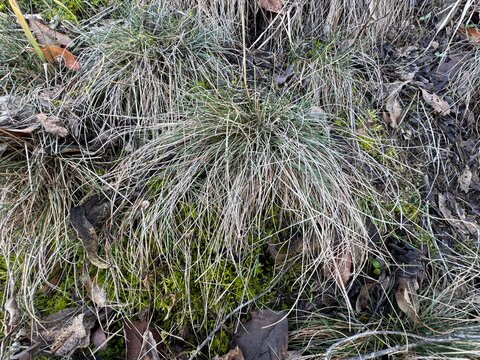 Festuca valesiaca plant growing in the forest. Close-up of fescue. Oak fescue, Poaceae, Festuca, Festuca valesiaca. Scientifically defined as Festuca valesiaca Schleich. ex Gaudin.
