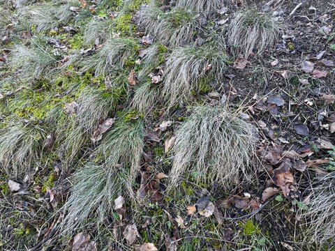 Festuca valesiaca plant growing in the forest. Close-up of fescue. Oak fescue, Poaceae, Festuca, Festuca valesiaca. Scientifically defined as Festuca valesiaca Schleich. ex Gaudin.
