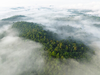 foggy morning in tropical rainforest