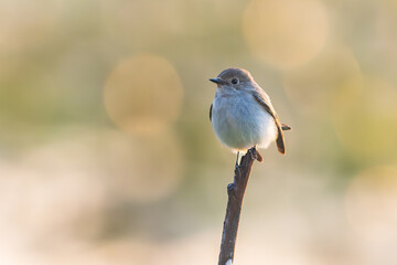 Asian Brown Flycatcher ( Muscicapa dauurica ) perched on the branch of tree on morning time and sunrise light bokeh background in the garden park.Wildlife small bird outdoor concept.
