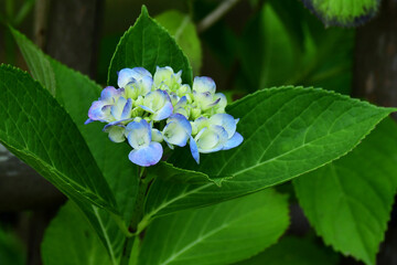 咲き始めのアジサイ