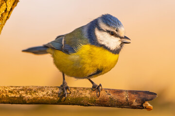 Blaumeise im Winter auf einem Ast / Vogel