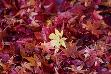 黄色いモミジの落ち葉