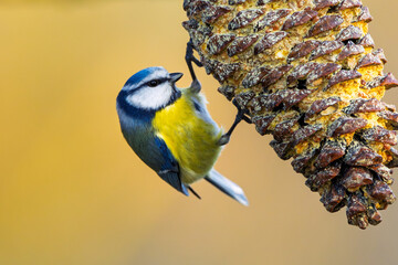 Blaumeise im Winter auf einem Ast am Futter/ Vogel
