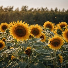 Fototapeta premium Golden sunflowers with bees busily pollinating.